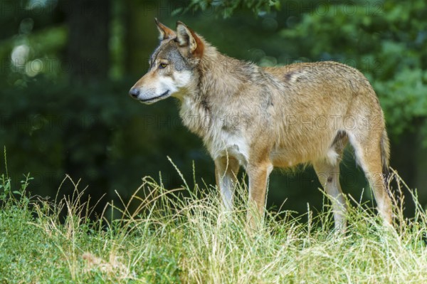 A quiet wolf stands alone in a meadow in the forest, Timberwolf, wolf, American wolf, (Canis lupus lycaon), Germany