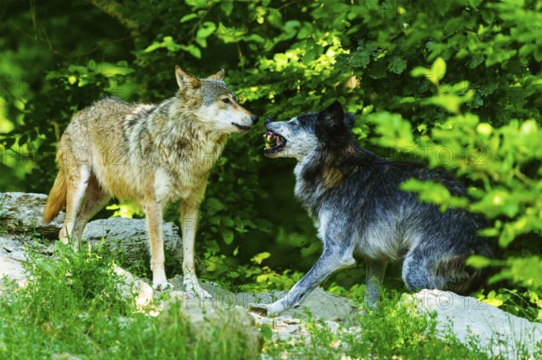 Two wolves communicating with each other in the countryside, Timberwolf, wolf, American wolf, (Canis lupus lycaon), Germany