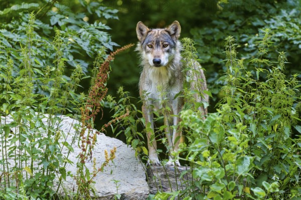 A wolf stands well camouflaged in dense vegetation in the forest, Timberwolf, wolf, American wolf, (Canis lupus lycaon), Germany