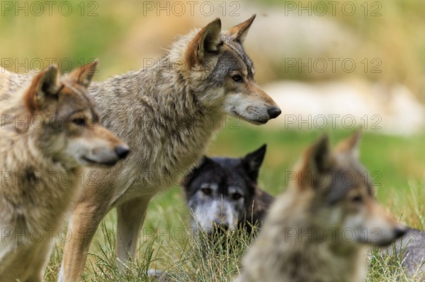 Group of wolves in grass, focussed on their surroundings in natural environment, Timberwolf, wolf, American wolf, (Canis lupus lycaon), Germany