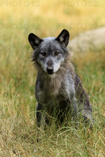 Grey wolf sitting in the grass and looking alert in natural surroundings, Timberwolf, wolf, American wolf, (Canis lupus lycaon), Germany