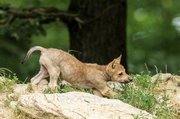A curious wolf pup explores a rocky ground in nature, Timberwolf, wolf, American wolf, (Canis lupus lycaon), Germany