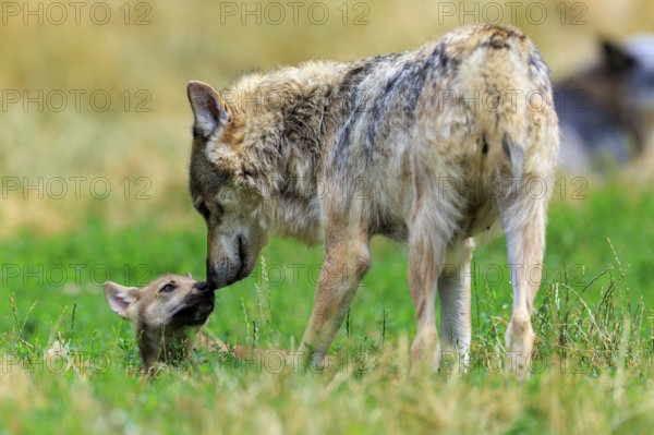 An adult wolf shows affection to a small pup in the meadow, Timberwolf, wolf, American wolf, (Canis lupus lycaon), Germany
