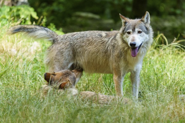 An adult wolf with pup in dense grass, showing care, Timberwolf, wolf, American wolf, (Canis lupus lycaon), Germany