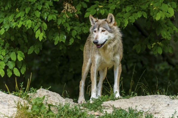 A wolf standing vigil in the shadow of a green forest, Timberwolf, wolf, American wolf, (Canis lupus lycaon), Germany