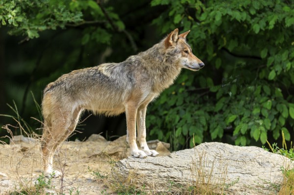 A wolf stands attentively on a rock surrounded by dense greenery, Timberwolf, wolf, American wolf, (Canis lupus lycaon), Germany