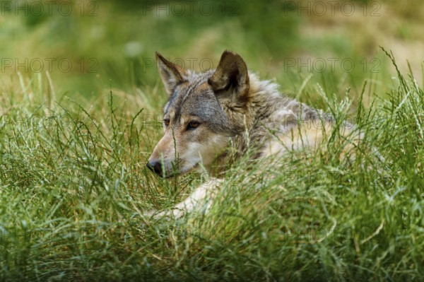 A wolf lies relaxed in the grass and looks attentively to the side, Timberwolf, wolf, American wolf, (Canis lupus lycaon), Germany