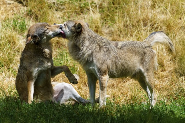 Two wolves interacting affectionately in a sunny grassy area, Timberwolf, wolf, American wolf, (Canis lupus lycaon), Germany