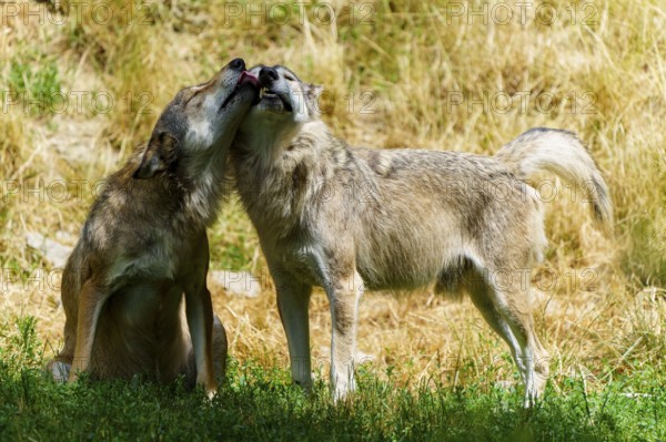 Two wolves showing affection to each other in a grassy forest clearing, Timberwolf, wolf, American wolf, (Canis lupus lycaon), Germany