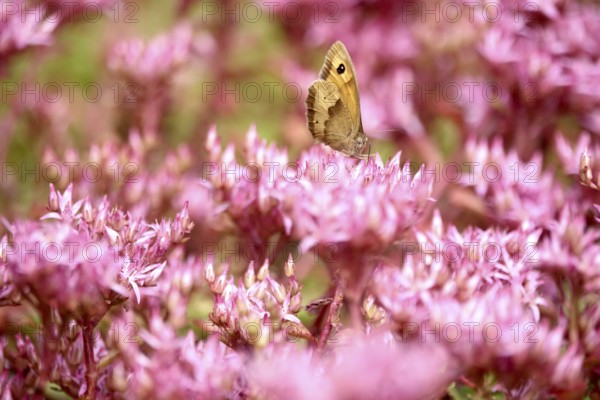Meadow Brown, July, Germany