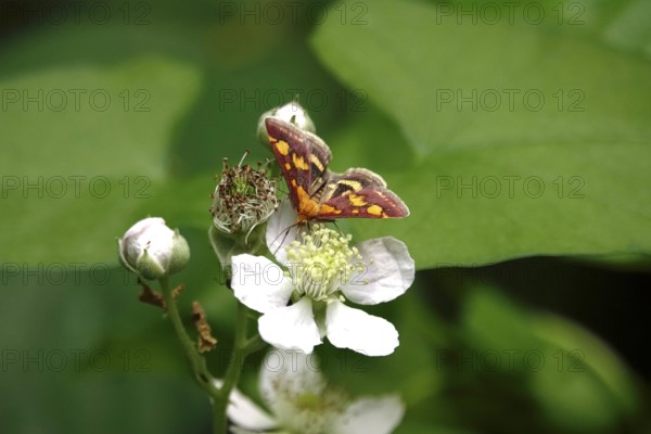 Pyrausta purpuralis, July, Germany