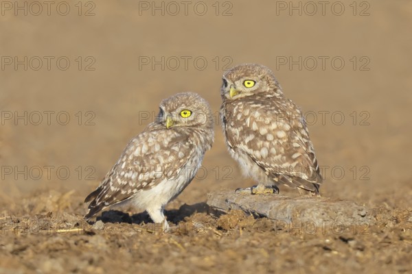 Little owl (Athene noctua) Two young birds sitting on the ground, grooming, cuddling, endangered bird species in Central Europe, wildlife, owl, little owl, animal children, funny picture, HANSAG, Lake Neusiedl, Burgenland, Austria