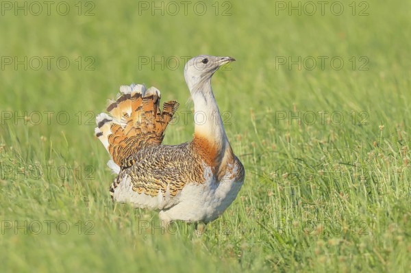 Great Bustard (Otis tarda), steppe bird, extremely rare bird species, threatened with extinction, heaviest flying bird, male, cock, wildlife, nature photography, Lake Neusiedl, Hansag, Burgenland, Hungary, Austria, Western Europe