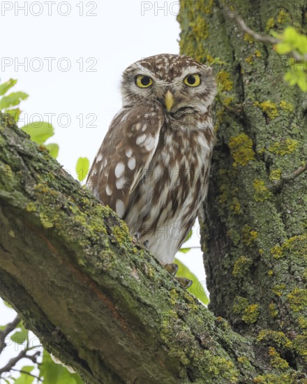 Little owl (Athene noctua) adult bird sitting in a tree, endangered bird species in Central Europe, view into the camera, wildlife, owl, owl, HANSAG, Lake Neusiedl, Burgenland, Austria