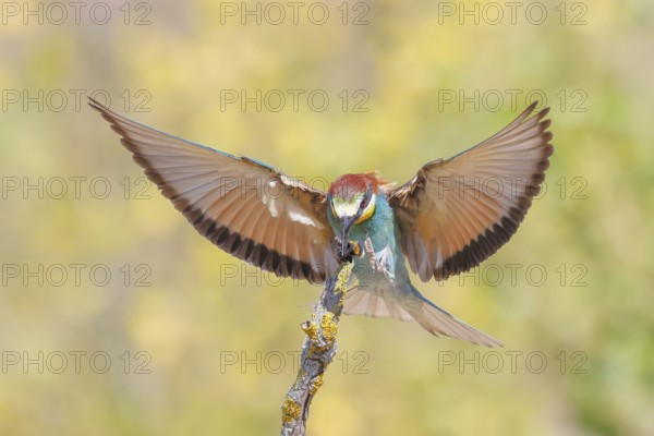 Bee-eater (Merops apiaster), a bird approaching with a bumblebee in its beak, wildlife, migratory bird, raptor, animals, birds Lake Neusiedl National Park, Seewinkel, Burgenland, Austria