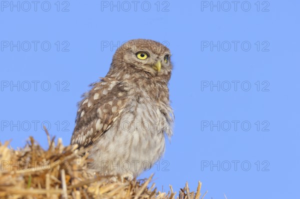 Little owl (Athene noctua) young bird sitting on a bale of straw, endangered bird species in Central Europe, wildlife, owl, owl, HANSAG, Lake Neusiedl, Burgenland, Austria