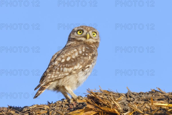 Little owl (Athene noctua) young bird sitting on a bale of straw, endangered bird species in Central Europe, view into the camera, wildlife, owl, owl, HANSAG, Lake Neusiedl, Burgenland, Austria