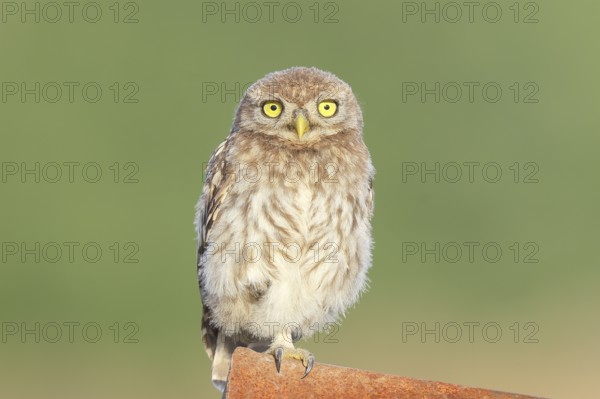 Little owl (Athene noctua) young bird sitting asleep on an iron girder, endangered bird species in Central Europe, view into the camera, wildlife, owl, owl, HANSAG, Lake Neusiedl, Burgenland, Austria