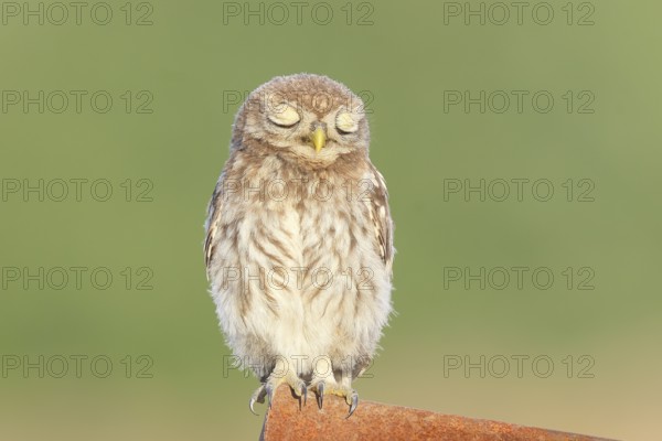 Little owl (Athene noctua) young bird sitting asleep on an iron girder, endangered bird species in Central Europe, wildlife, owl, owl, HANSAG, Lake Neusiedl, Burgenland, Austria
