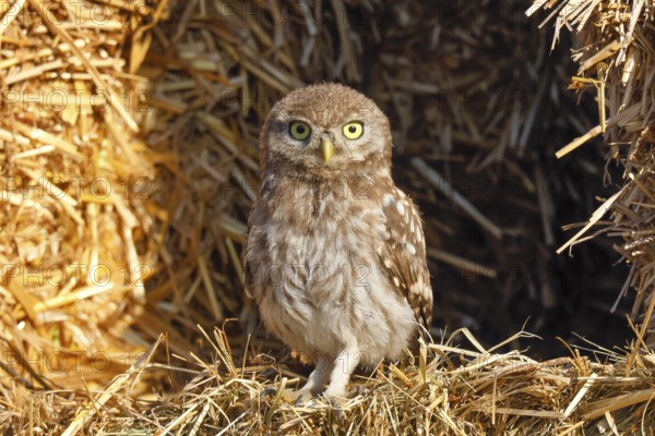 Little owl (Athene noctua) young bird sitting between bales of straw, endangered bird species in Central Europe, view into the camera, wildlife, owl, owl, HANSAG, Lake Neusiedl, Burgenland, Austria