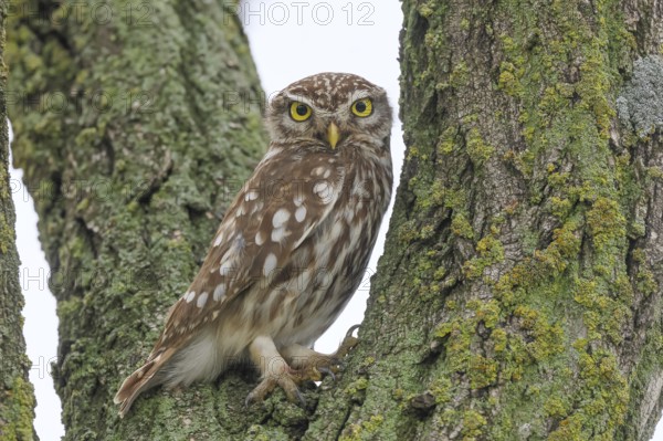 Little owl (Athene noctua) adult bird sitting in a tree, endangered bird species in Central Europe, view into the camera, wildlife, owl, owl, HANSAG, Lake Neusiedl, Burgenland, Austria