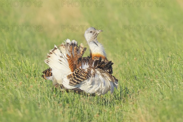 Great Bustard (Otis tarda), mating, steppe bird, extremely rare bird species, endangered, heaviest flying bird, male, cock, wildlife, nature photography, Lake Neusiedl, Hansag, Burgenland, Hungary, Austria, Western Europe