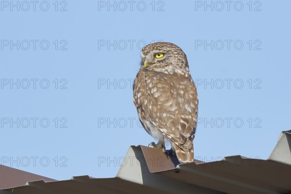 Little owl (Athene noctua) adult bird sitting on a tin roof, endangered bird species in Central Europe, wildlife, owl, owl, HANSAG, Lake Neusiedl, Burgenland, Austria