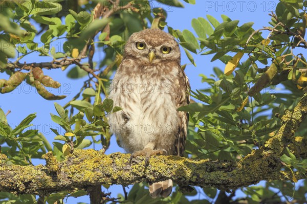 Little owl (Athene noctua) young bird sitting hidden in a tree, endangered bird species in Central Europe, view into the camera, wildlife, owl, owlets, owlet, branchling, HANSAG, Lake Neusiedl, Burgenland, Austria