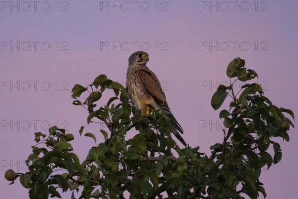 A Common Kestrel sits in an apple tree near Frankfurt am Main at dusk in the evening and observes the surroundings, Frankfurt, Hesse, Germany