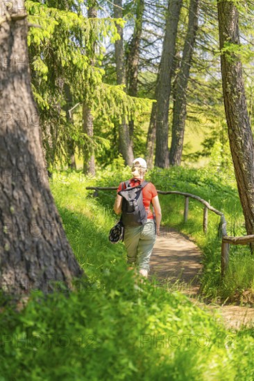 Person with a rucksack on a path through a sun-drenched forest, Alpe di Siusi, Dolomites, South Tyrol, Italy