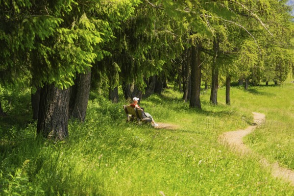 Person on a bench in the forest, surrounded by green trees and grass on a sunny summer day, Alpe di Siusi, Dolomites, South Tyrol, Italy