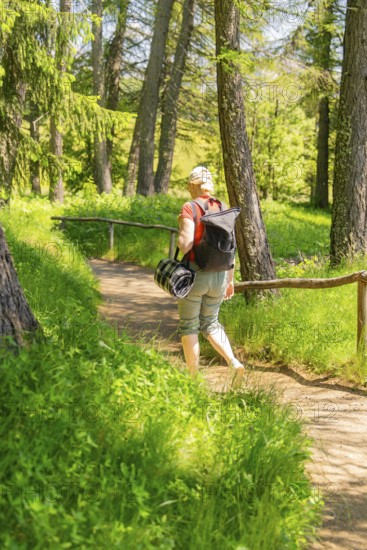 Person with rucksack walking on a forest path surrounded by trees, Alpe di Siusi, Dolomites, South Tyrol, Italy