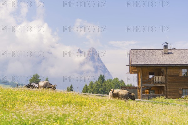 Traditional wooden house with cows on a blooming alpine pasture, Alpe di Siusi, Dolomites, South Tyrol, Italy