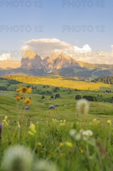 Mountain landscape in the evening light with a blooming meadow in the foreground, Alpe di Siusi, Dolomites, South Tyrol, Italy