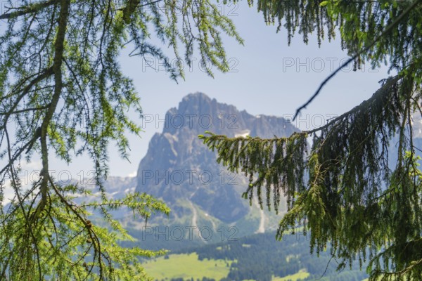 Mountain peak through hanging branches with green valley in the background, Alpe di Siusi, Dolomites, South Tyrol, Italy