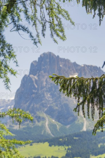 Mountain landscape visible through trees and branches, Alpe di Siusi, Dolomites, South Tyrol, Italy