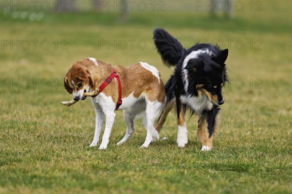 Mixed breed dog between Border Collie and Australian Shepherd plays with Beagle, Switzerland