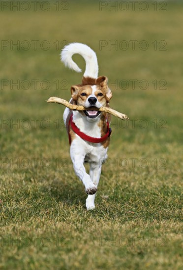Beagle with branch in mouth jumps across meadow, Switzerland