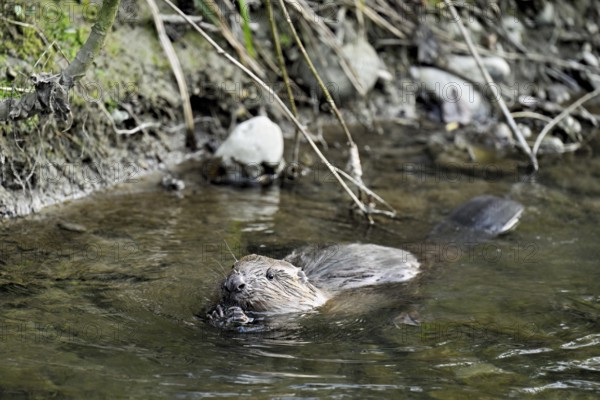 Eurasian beaver, European beaver (Castor fibre), swimming in a stream, Canton Zug, Switzerland