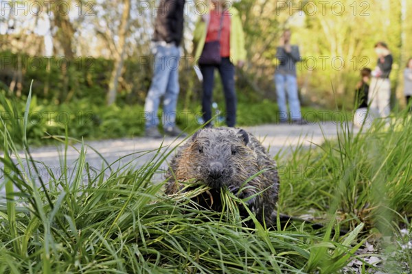 People watching a Eurasian beaver, European beaver (Castor fibre), eating grass in a meadow, Canton Zug, Switzerland