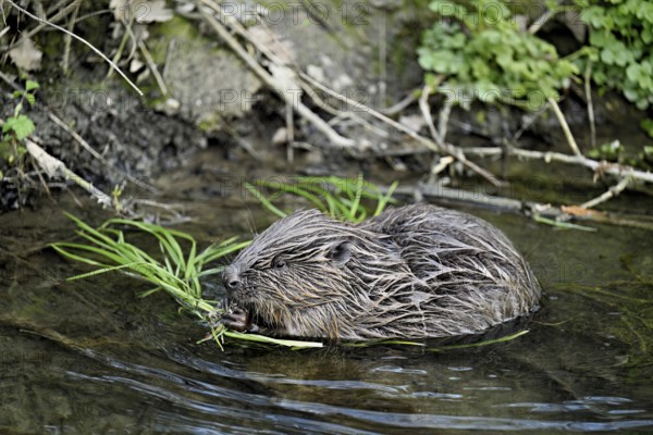 Eurasian beaver, European beaver (Castor fibre), eating grass on the bank of a stream, Canton Zug, Switzerland