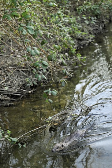 Eurasian beaver, European beaver (Castor fibre), swimming in a stream, Canton Zug, Switzerland
