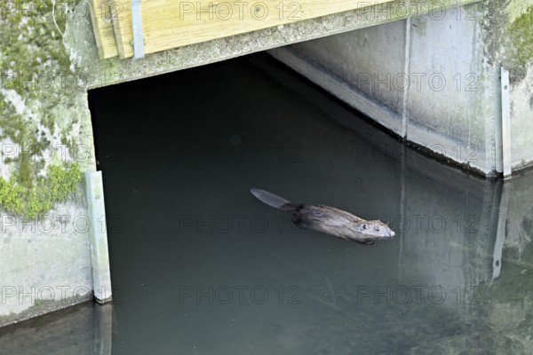 Eurasian beaver, European beaver (Castor fibre), swimming under a bridge, Canton Zug, Switzerland
