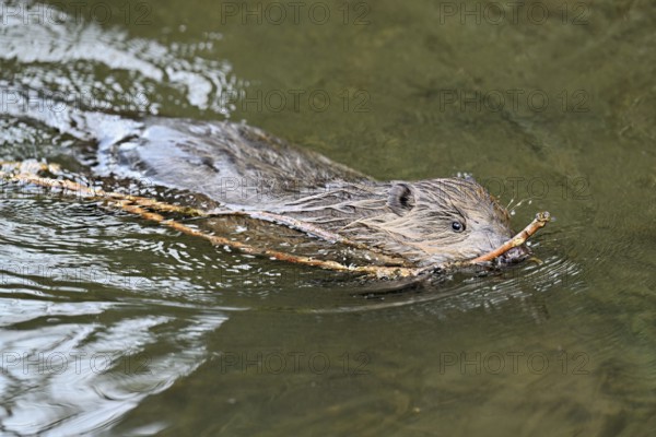 Eurasian beaver, European beaver (Castor fibre), swimming in a stream with a branch in its mouth, Canton Zug, Switzerland