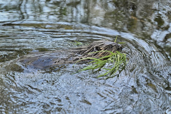 Eurasian beaver, European beaver (Castor fibre), swimming in water with grass in mouth, Canton Zug, Switzerland