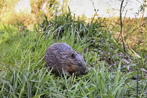 Eurasian beaver, European beaver (Castor fibre), eating grass in a meadow, Canton Zug, Switzerland