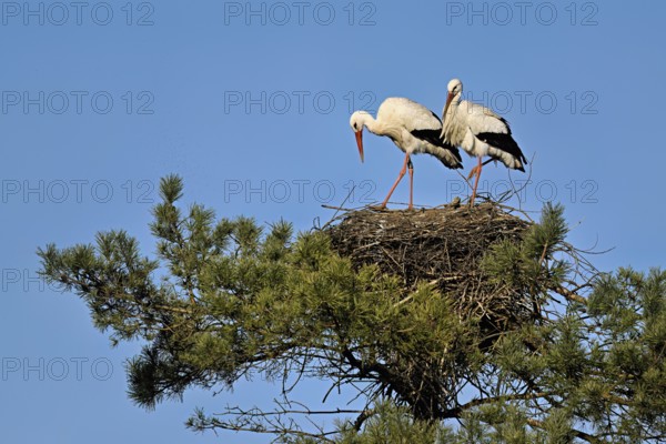 White storks (Ciconia ciconia), pair standing on eyrie, Canton Aargau, Switzerland