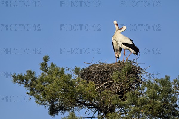 White storks (Ciconia ciconia), mating pair standing on eyrie, Canton Aargau, Switzerland
