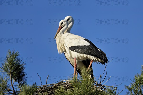 White storks (Ciconia ciconia), pair standing on eyrie, Switzerland