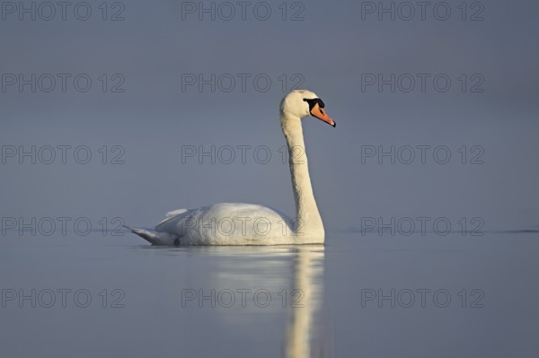 Mute swan (Cygnus olor), swimming in the morning light on the Flachsee, nature reserve, Reusstal, Freiamt, Canton Aargau, Switzerland